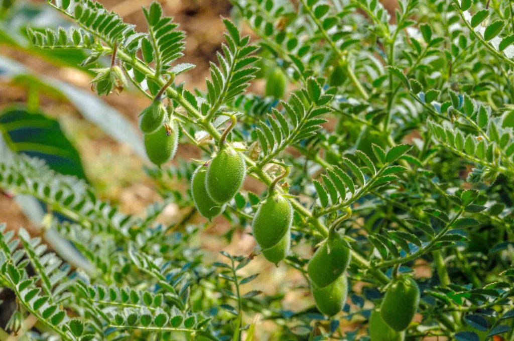 Chickpeas