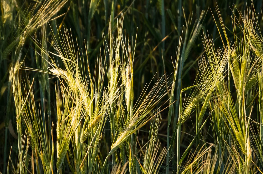 Green wheat