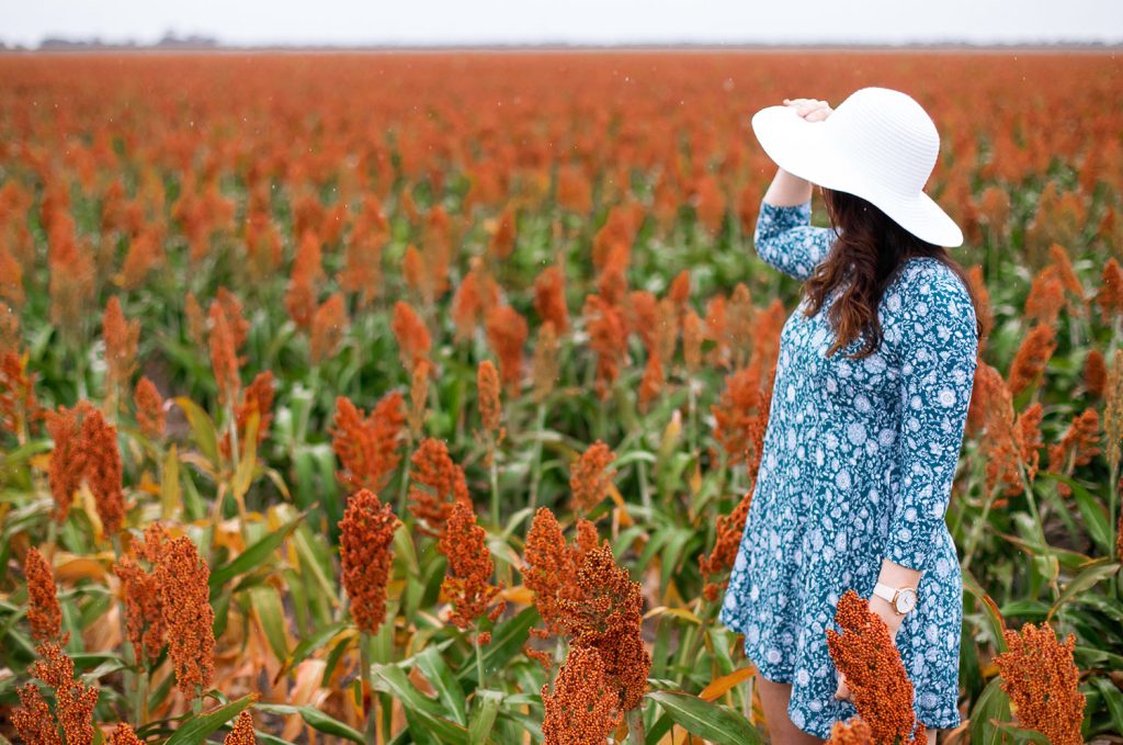 Sorghum